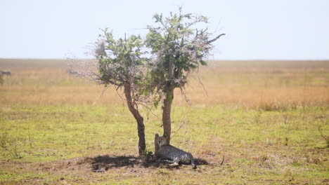 Gepard-Ruht-Im-Schatten,-Serengeti-Nationalpark,-Tansania,-Handgeführte-Weitwinkelaufnahme