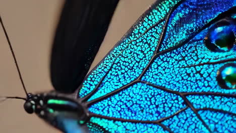 close-up of iridescent blue and green butterfly wings