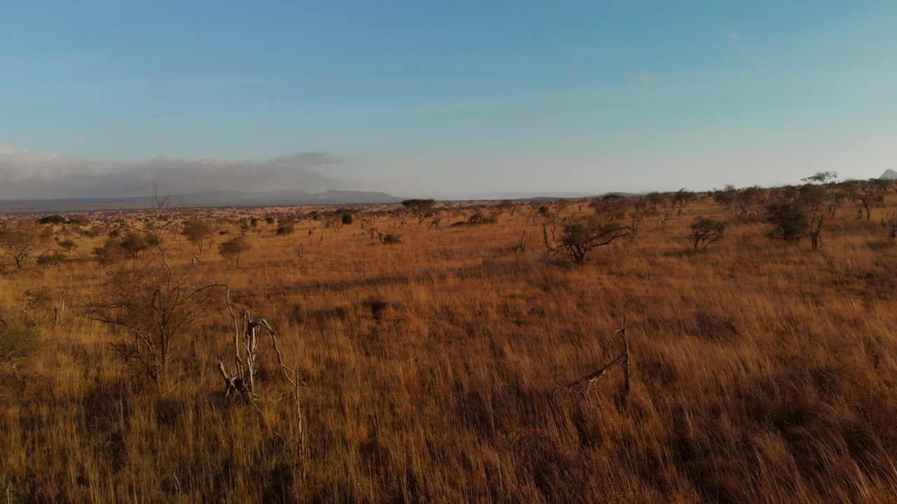 Una vasta pianura con una piccola mandria di zebre, nel Tsavo Ovest, Kenya.