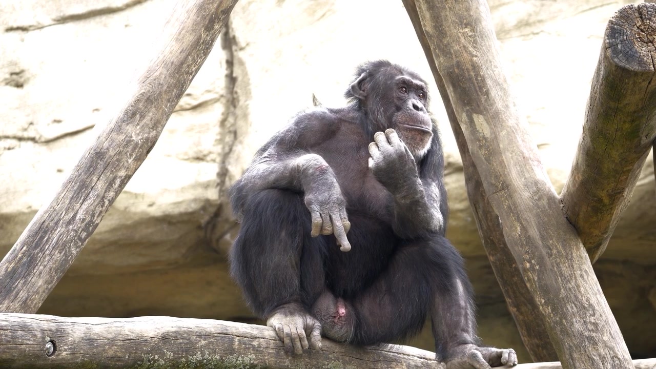 Un animale, una scimmia, uno scimpanzé siede su un ramo mentre urina