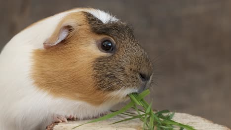 Meerschweinchen-Zeitlupe,-Die-Sich-Drinnen-Von-Gras-Ernährt,-Aus-Nächster-Nähe