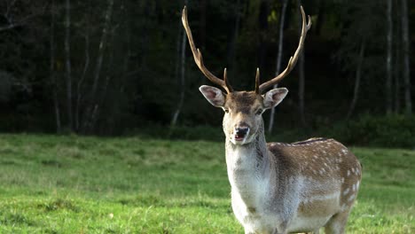 Fallow-deer-buck-with-big-horns-eating,-slow-motion,-sunny-autumn-day,-wildlife-concept,-handheld-shot