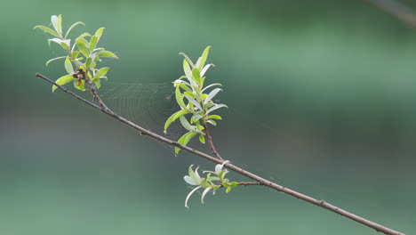 al spider web on a branch