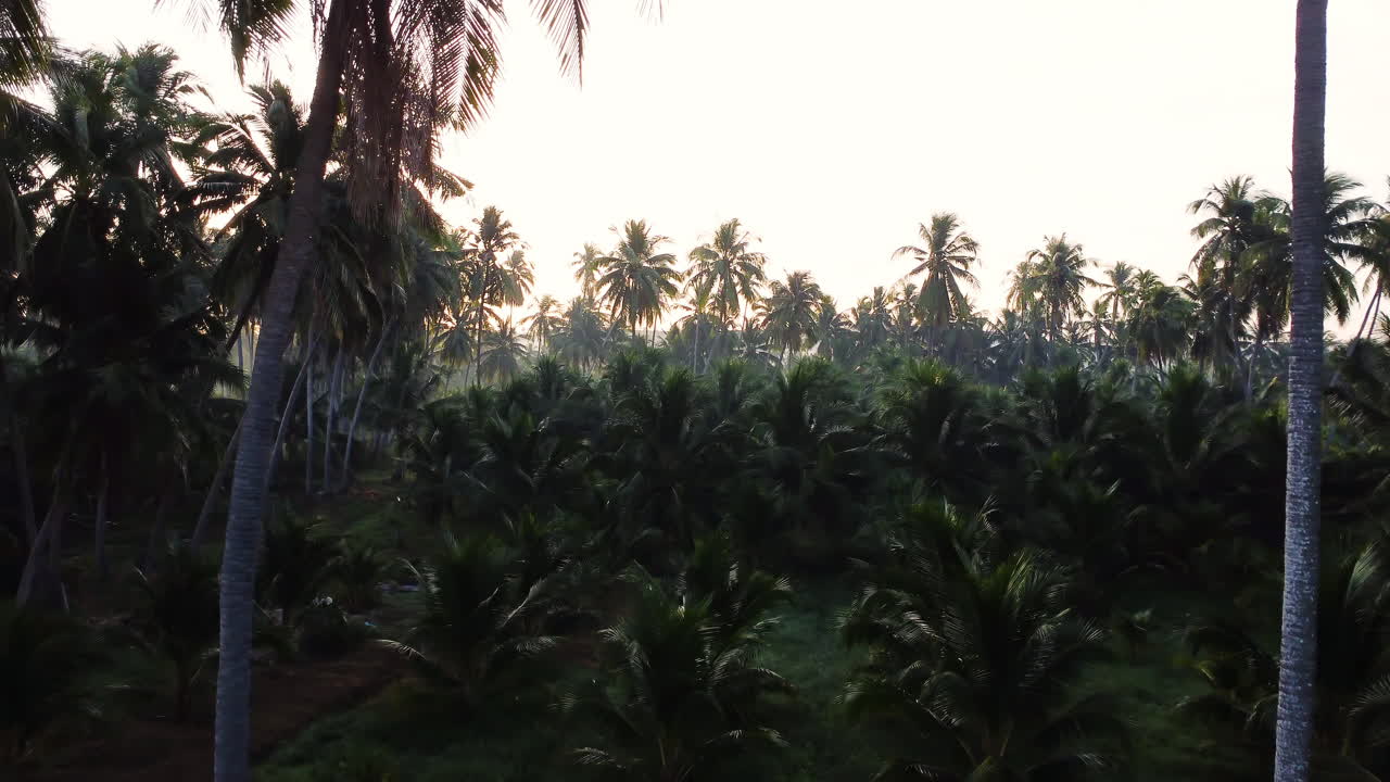 Aerial flying through magical palm tree jungle at dawn, Vietnam