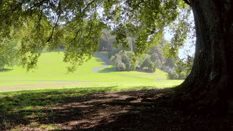 Green-leaves,-trees-branches-waving-in-the-wind,-hills-landscape-Mount-Cecilia-in-Auckland-New-Zealand