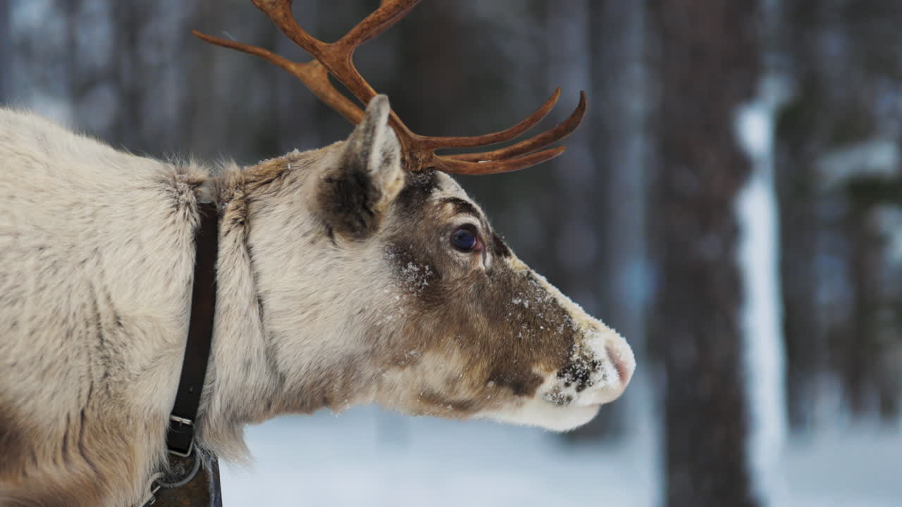 Adult Norbotten reindeer close up side view standing in Swedish Lapland woodland forest
