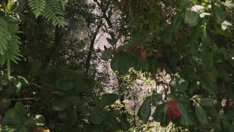 through lush and thick jungle you can see a trace of a big waterfall