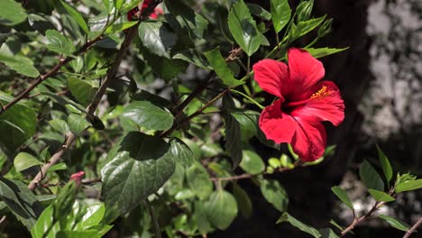 Una-Toma-Fija-Que-Representa-Un-Momento-Sereno-En-La-Naturaleza-Con-Una-Flor-Roja-Vibrante-En-Un-Jardín-Romántico,-Una-Escapada-De-Verano-Perfecta