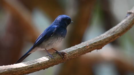 papamoscas azul de hainan, cyornis hainanus