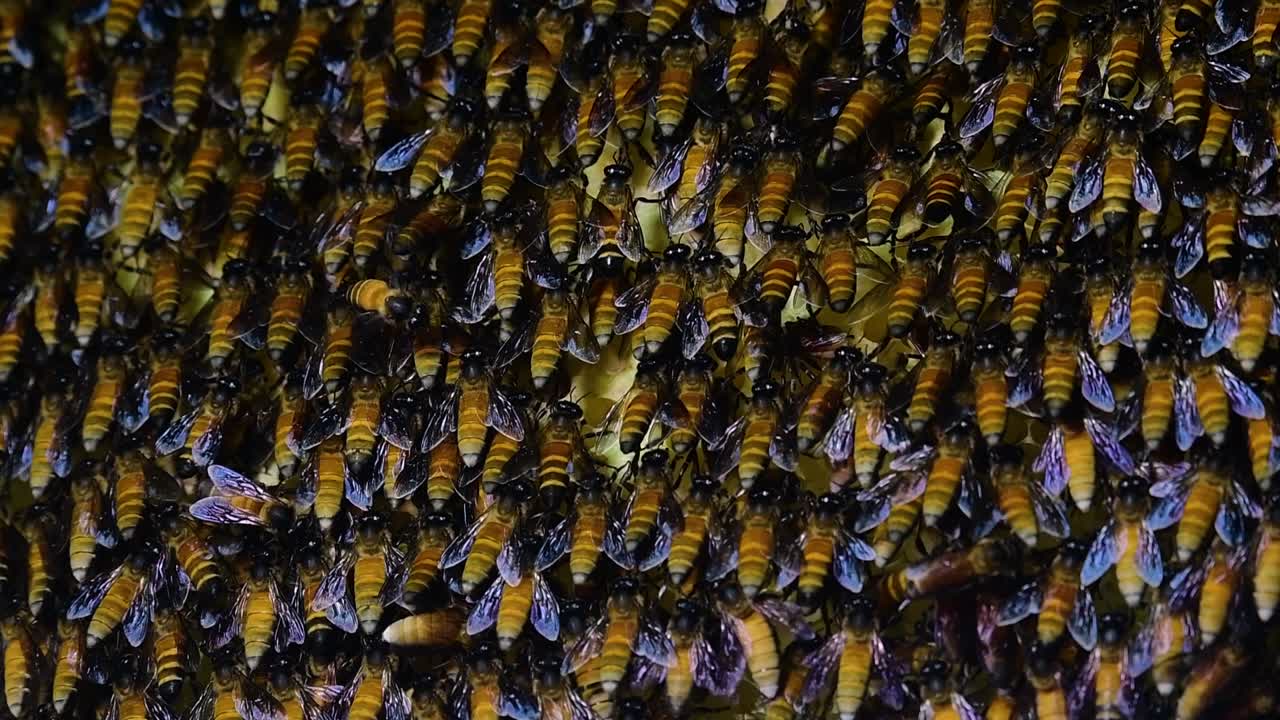 se sabe que las abejas melíferas gigantes construyen grandes colonias de nidos con bolsillos simétricos hechos de cera para almacenar miel como fuente de alimento.