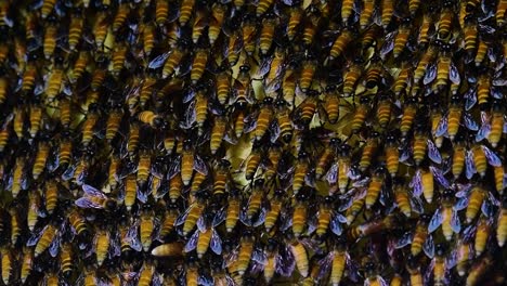 巨型蜜蜂 (giant honey bees) 建立了巨大的巢穴, 裡面有對稱的<unk>袋, 用來儲存蜂蜜作為食物來源.