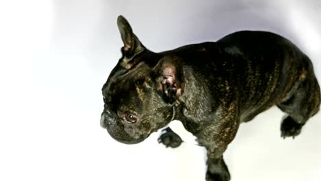 animal dog french bulldog sitting on white background