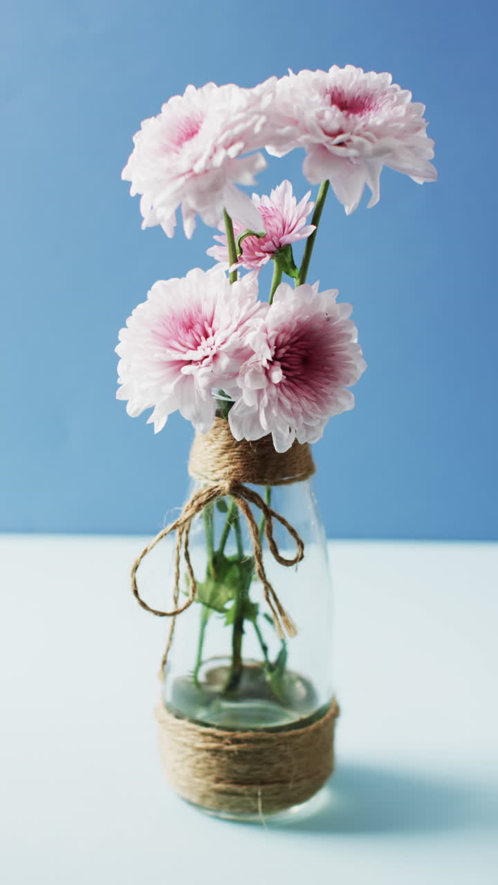 Vertical video of pink and white flowers in glass vase with copy space on blue background
