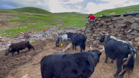 pan shot capturing herd of cows grazing near the shed at deosai, skardu of pakistan. green landscape.