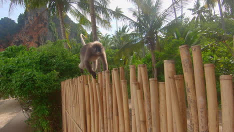 cámara lenta | primer plano de un mono corriendo a lo largo de una valla de bambú en tailandia