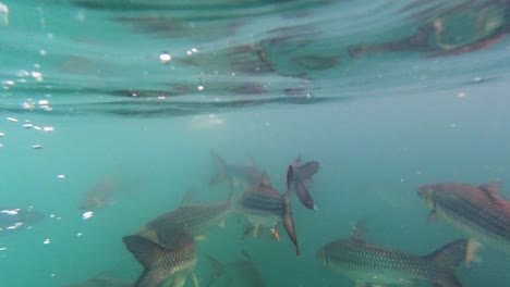 beautiful carp fish feeding under the blue waves - underwater shot