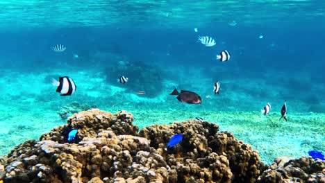 group of reef fishes swimming above coral in crystal clear ocean