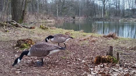 canada geese couple walking next to a pond. seachring for food on the ground. close up