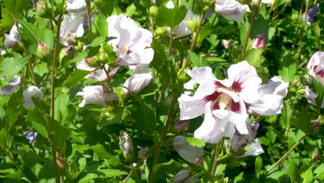 Algunas-Hermosas-Flores-En-Un-Jardín