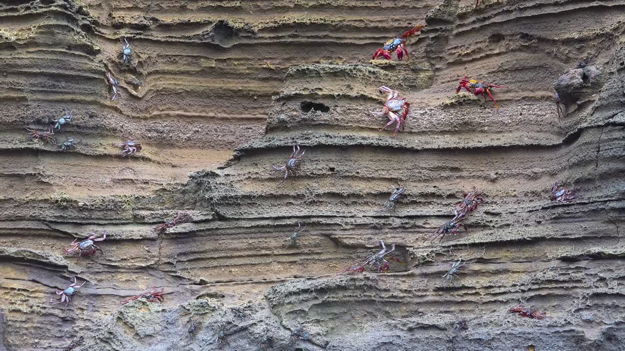 muchos cangrejos crael a lo largo de un banco vertical junto al mar en las islas galápagos ecuador