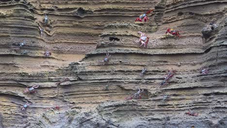 Many-crabs-crael-along-a-vertical-bank-beside-the-sea-in-the-Galapagos-Islands-Ecuador