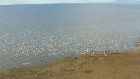 Drone-shot-of-a-group-of-birds-seagulls-flying-by-the-sea-in-Richmond,-BC,-Canada