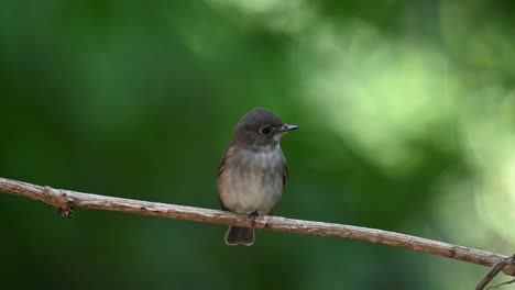 seen on a vine looking to the right flapping and chirping, asian brown flycatcher muscicapa dauurica, thailand