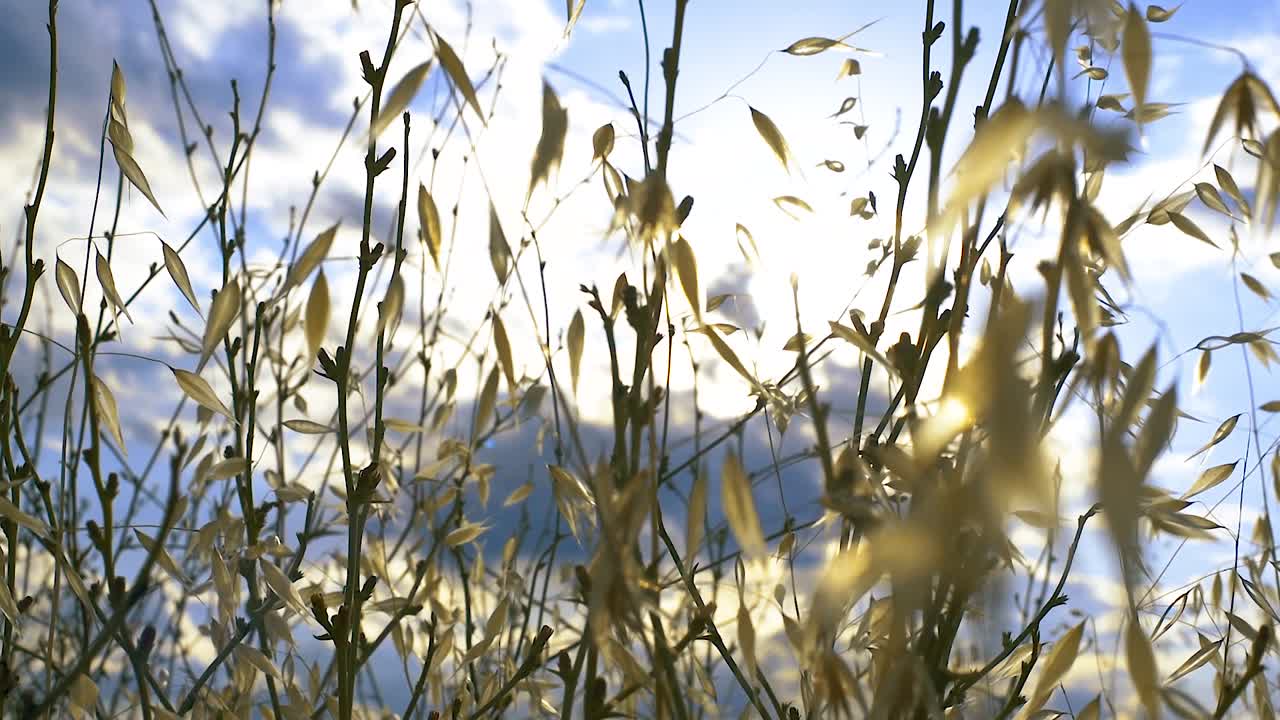 잎의 가지를 통해 오는 빛