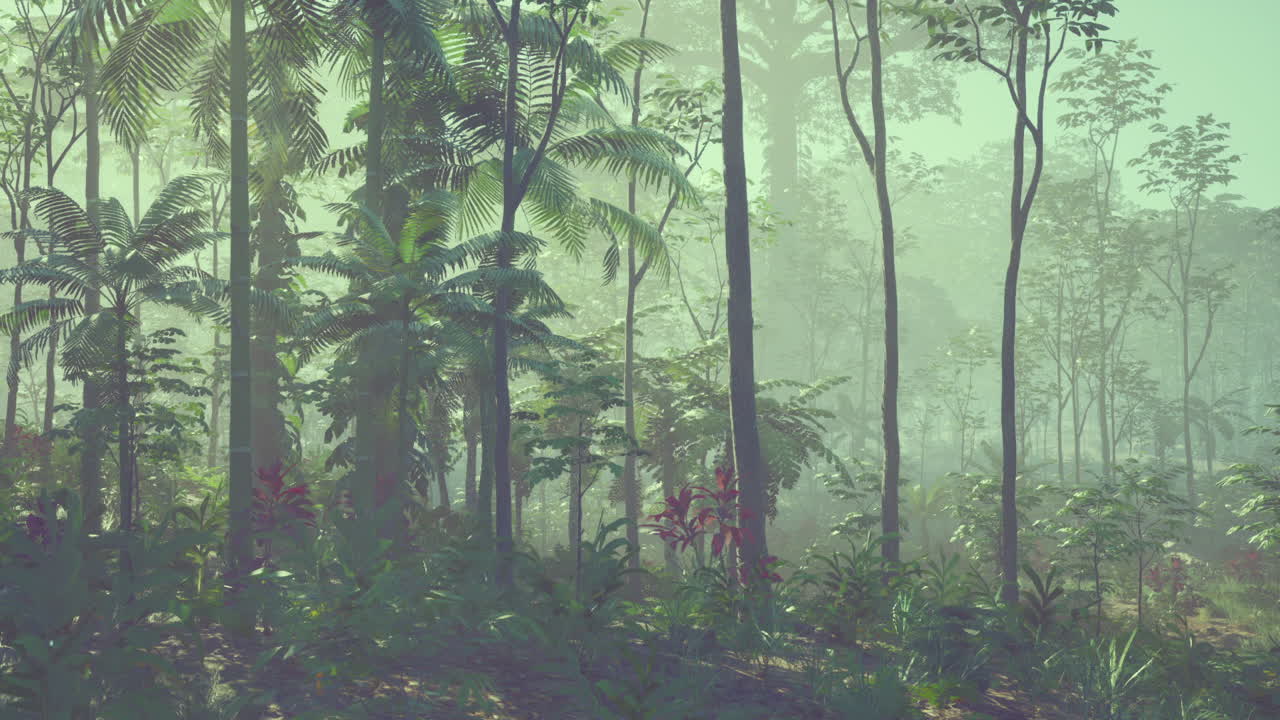 selva tropical densa con niebla