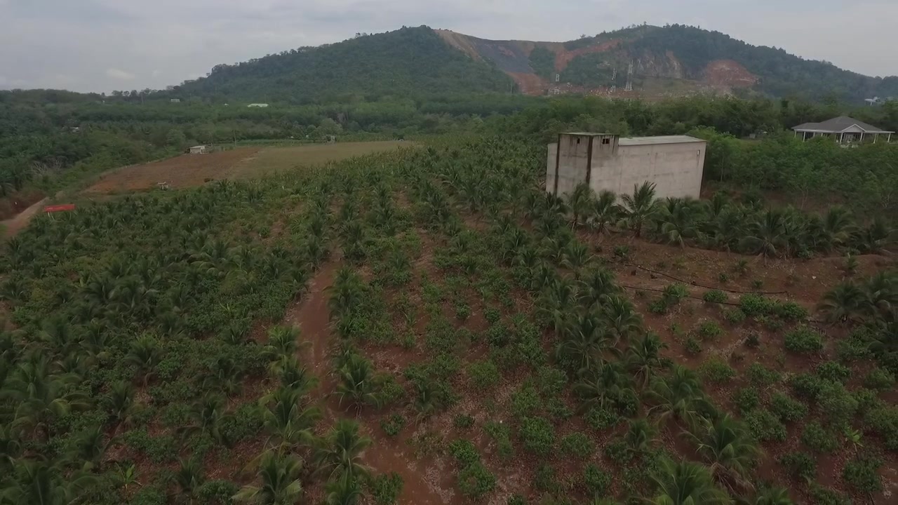Aerial view flying over cacao plantation