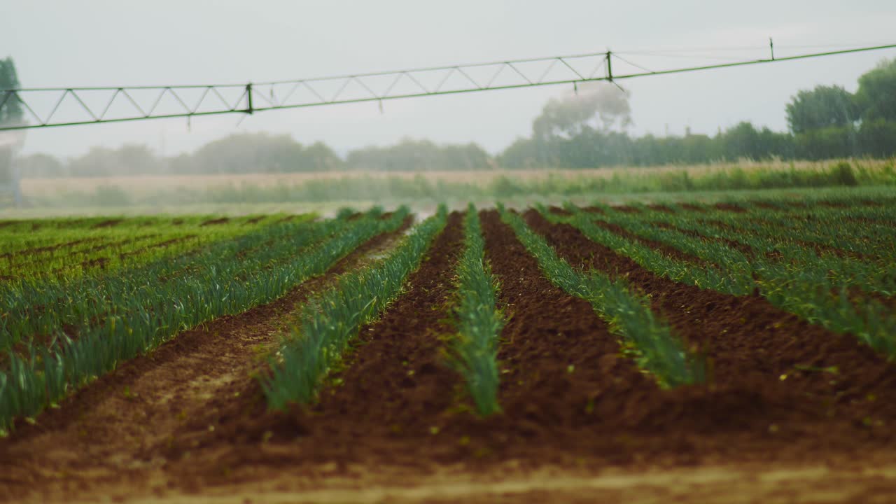imágenes de enfoque selectivo de un brazo parcial de un rociador agrícola automatizado, rociando filas ordenadas de cebollas en suelo fértil