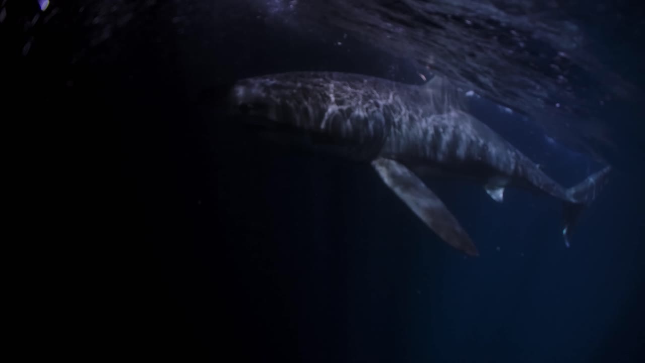 밤 해왕성 섬 사우스 오스트레일리아 4k 75fps의 백상아리