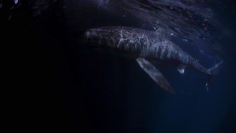 Great-White-Shark-at-night-Neptune-Islands-South-Australia-4k-75fps