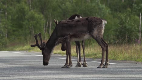 pair of reindeer standing in the middle of the road