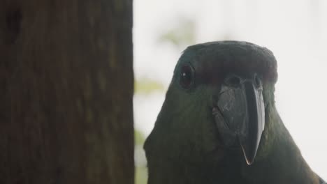 macro headshot of festive amazon parrot in ecuador, amazon rainforest