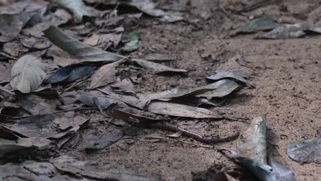 a worm being attacked by an army of black ants as it is found stretching horizontal wise on the forest ground