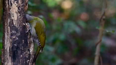 Der-Graukopfspecht-Wird-Auch-Graukopfspecht-Genannt,-Kommt-In-Vielen-Nationalparks-In-Thailand-Vor-Und-Ist-Sehr-Wählerisch-Bei-Der-Wahl-Seines-Lebensraums,-Damit-Er-Gedeihen-Kann