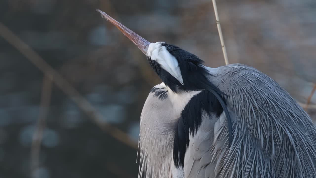 A detailed view of a heron, focusing on its head and plumage, as it watches attentively.