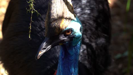 close up portrait head shot capturing a wild southern cassowary, casuarius casuarius johnsonii, fiercely staring at the camera, flightless bird species native to australia and new guinea