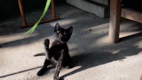 black kitten plays alone with green strip of grass