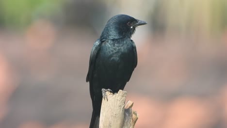 el drongo negro esperando la caza