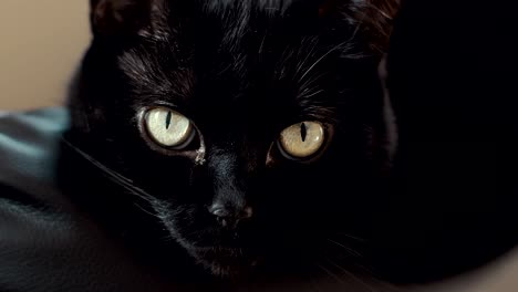 black cat gazing in 4k uhd