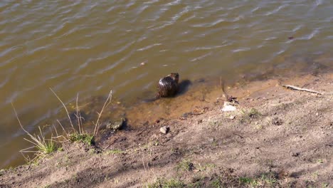 nutria eating by the vltava river bank, shooters island , prague