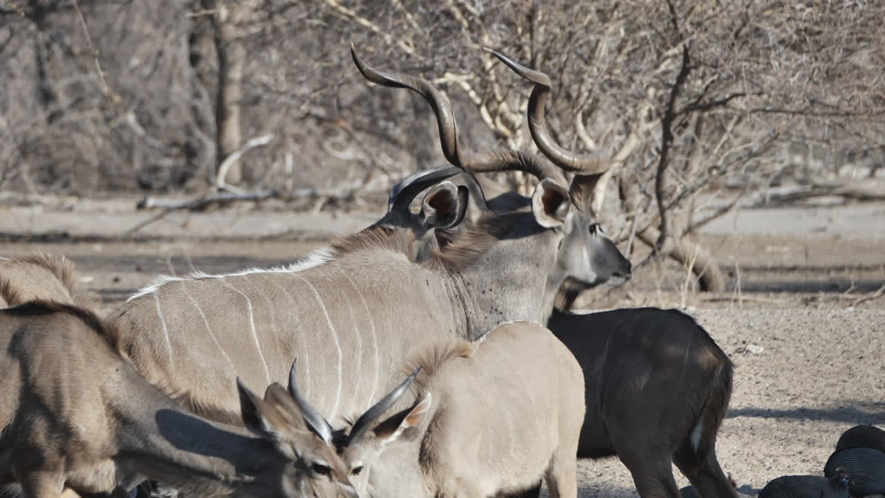Majestic Greater Kudu bull drinking with a breeding herd at a watering hole in Botswana