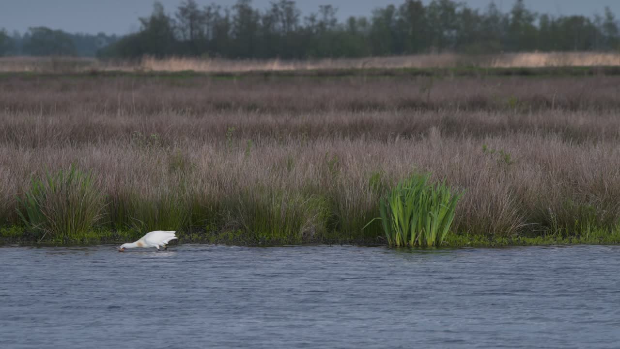 la cuchara eurasiática vadeando en el río con cañas con su pico en el agua