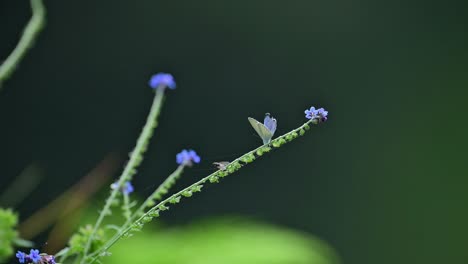 hedge blue  small butterfly