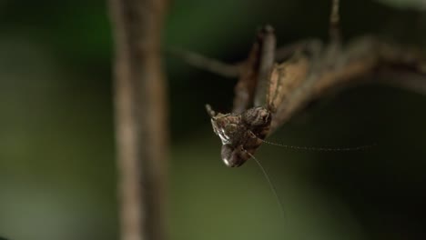 un close de una mantis limpiando su boca