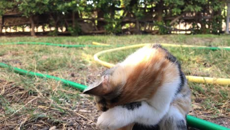 gato calico limpiándose después de una buena comida