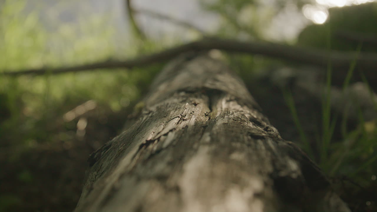 Lone wood ant crawling along textured fallen tree trunk in sun-dappled forest with shifting focus tracking its movement across weathered bark under soft natural light.