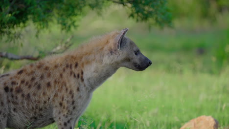 spotted hyena in savanna